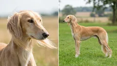 Lídři rychlosti: 7 nejrychlejších psích plemen