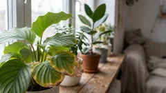 Proč v zimě usychají listy rostlin, i když je zaléváte